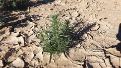 Oligomeris linifolia