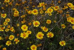 Layia platyglossa