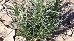 Oligomeris linifolia