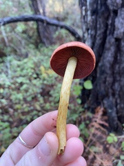 Cortinarius smithii