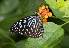 Ideopsis