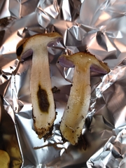 Phlegmacium luteocingulatum