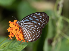 Ideopsis
