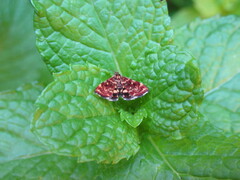 Pyraustinae