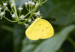 Eurema andersoni