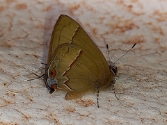 Arzecla tucumanensis