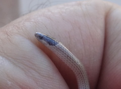 Tantilla