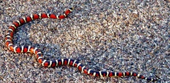 Lampropeltis knoblochi
