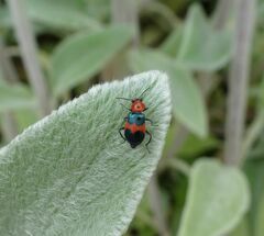 Dicranolaius cinctus