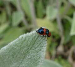 Dicranolaius cinctus