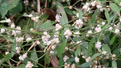 Alternanthera ficoidea