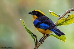 Anisognathus somptuosus