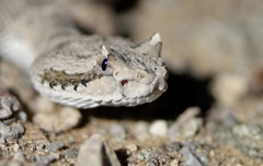 Crotalus cerastes