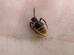 Pseudomethoca brazoria