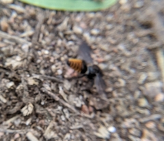 Pseudomethoca brazoria