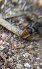 Pseudomethoca brazoria