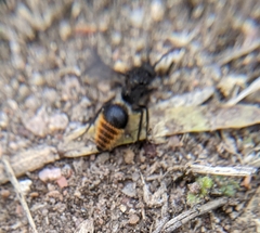 Pseudomethoca brazoria