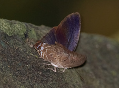 Arhopala