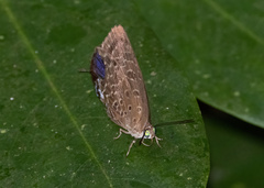 Arhopala