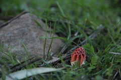 Colus hirudinosus