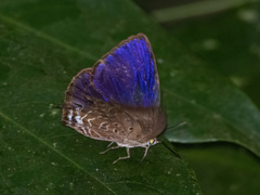 Arhopala