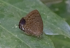 Arhopala