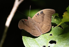 Dophla evelina
