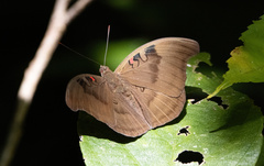 Dophla evelina
