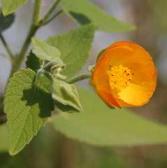 Abutilon grandifolium