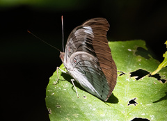 Dophla evelina