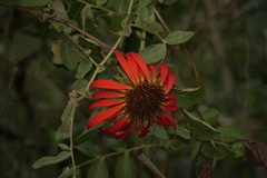 Mutisia lanata