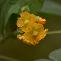 Abutilon umbelliflorum