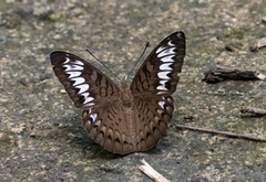 Tanaecia pelea