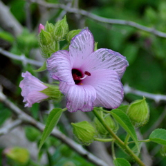 Hibiscus striatus