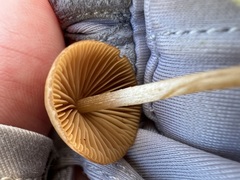 Conocybe tenera
