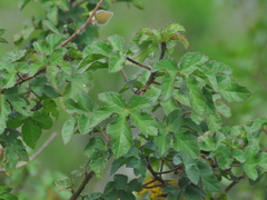 Hibiscus diversifolius