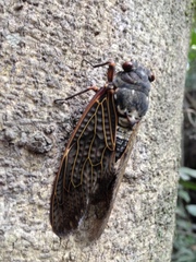 Graptopsaltria nigrofuscata