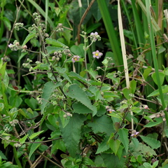 Monteiroa glomerata