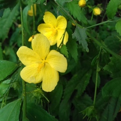 Pavonia sepium