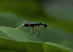 Neocollyris