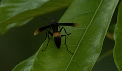 Polistes sagittarius