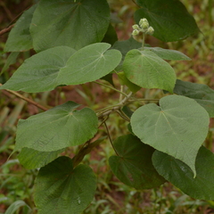 Abutilon umbelliflorum