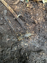 Gryllotalpa australis