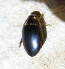 Thermonectus basillaris basillaris