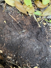 Gryllotalpa australis