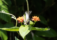Graphium antiphates