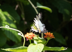 Graphium antiphates