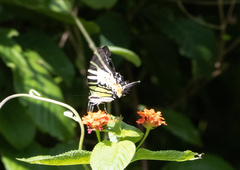 Graphium antiphates