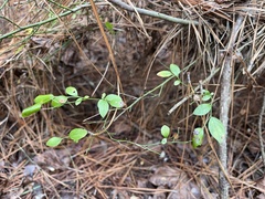 Vaccinium elliottii