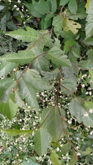 Ficus irisana